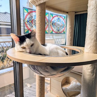 お顔にスリスリ甘えん坊の白黒男の子です☆