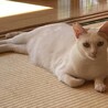 真っ白ツヤツヤに茶虎のワンポイント模様 サムネイル4