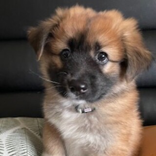 人慣れ◎はつちゃん