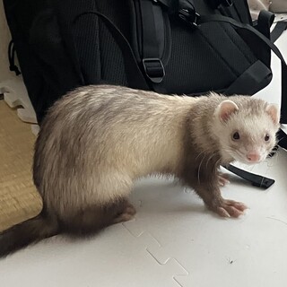 マーシャルフェレット男の子ぽん太くん