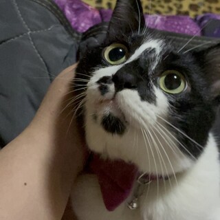 ハチワレ、男の子の甘えんぼ、3歳男の子！