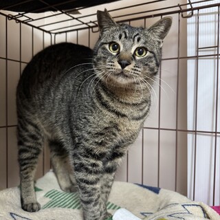 譲渡会参加★怪我をした子を守っていた銭形君去勢済