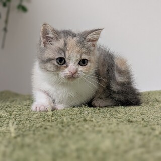 応募者多数の為一旦募集を停止いたします