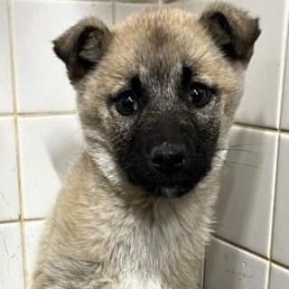 まだ幼い子犬　収容期限3月11日朝まで