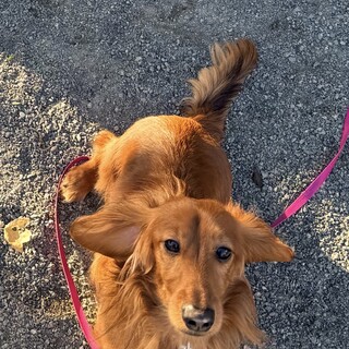 ミニチュアダックスの男の子です。