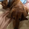ミニチュアダックスの男の子です。 サムネイル2