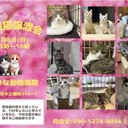 保護猫の譲渡会