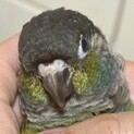 ウロコインコ　募集一旦締め切ります