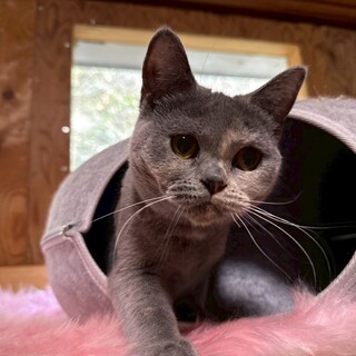 小柄な女の子のぶりこちゃん（治療中）