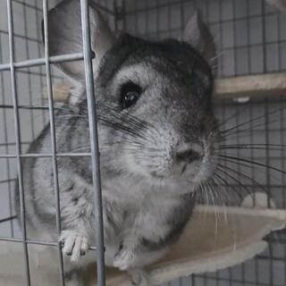 〖決まりました〗ずっとのおうちを探しています◎