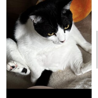 [急募]大事に育ててくださる里親様を探しています。