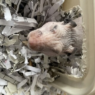 スキニーハムスター