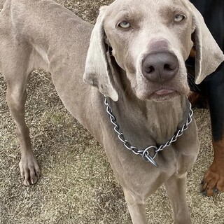 ワイマラナー男の子