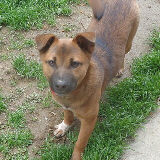 不妊手術済み人が好き甘えん坊めす子犬