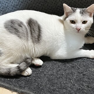 ぬいぐるみみたい♪可愛い白グレーの男の子♪