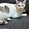 ぬいぐるみみたい♪可愛い白グレーの男の子♪ サムネイル3