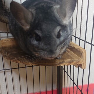 チンチラの里親を募集しております