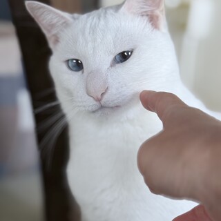 ブルーアイが綺麗な雄猫のシロ　