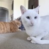 ブルーアイが綺麗な雄猫のシロ　 サムネイル2
