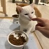 ブルーアイが綺麗な雄猫のシロ　 サムネイル3