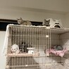 ブルーアイが綺麗な雄猫のシロ　 サムネイル4