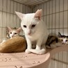 ブルーアイが綺麗な雄猫のシロ　 サムネイル5