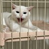 ブルーアイが綺麗な雄猫のシロ　 サムネイル6