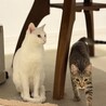 ブルーアイが綺麗な雄猫のシロ　 サムネイル7
