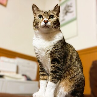 ◆3/20◆まん丸瞳の優しい子♥ふーちゃん