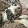 膝上でお腹を見せて撫でられたい三毛ニャンコ❤️ サムネイル4