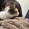 膝上でお腹を見せて撫でられたい三毛ニャンコ❤️ サムネイル6