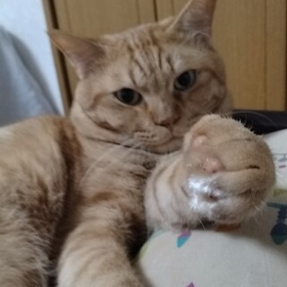 里親を募集します。