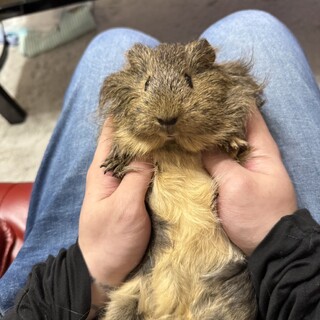 モルモット２匹　2歳5ヶ月