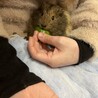 モルモット２匹　2歳5ヶ月 サムネイル2