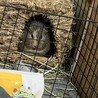 モルモット２匹　2歳5ヶ月 サムネイル4