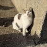 人馴れ中の美猫 サムネイル2
