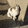 人馴れ中の美猫 サムネイル3