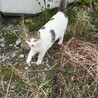 人馴れ中の美猫 サムネイル4