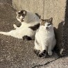 人馴れ中の美猫 サムネイル5