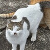 人馴れ中の美猫 サムネイル6