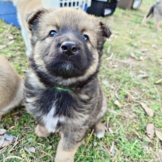 ふわっふわ毛の【プーアール君】