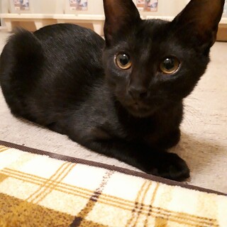 怖がりですが撫でることができる可愛い子です