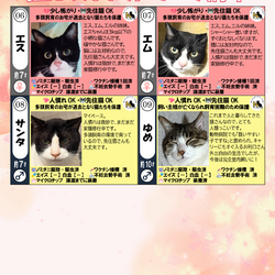 「３月7日（土）「保護猫の譲渡会」参加猫一覧」サムネイル2