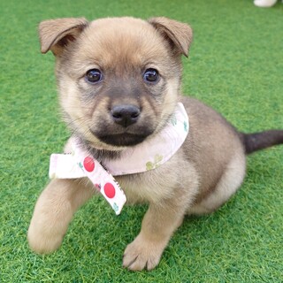 ベビーフェイスな【さんぴんちゃん】