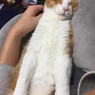 とらくん　下関市里親募集