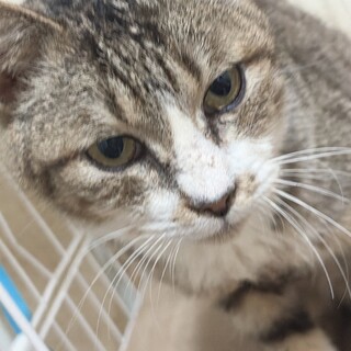 兄弟3人のお父さん猫くん