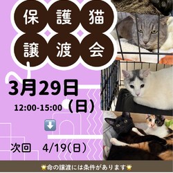 ねこのWa猫譲渡会