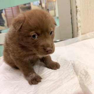 生後1ヶ月の幼い子犬の　「チョコ色オス」