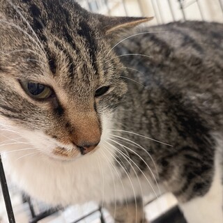 片足靴下くん猫