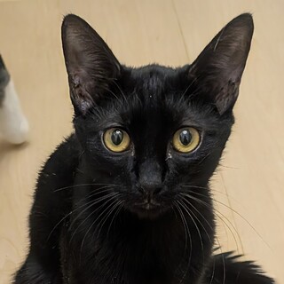 3/15駒込｜可愛い♡くろ巳